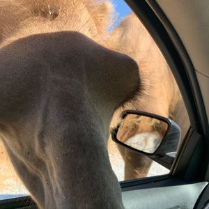 Meet your Posher, Scotty